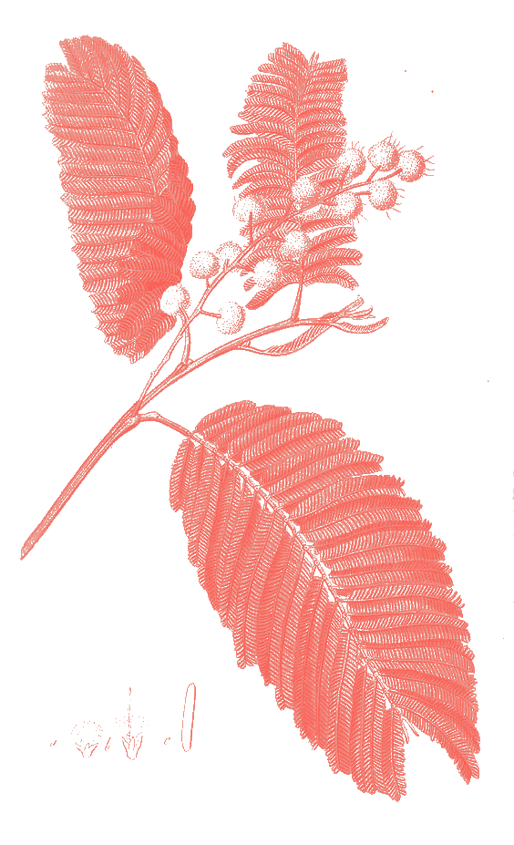 Acacia mearnsii