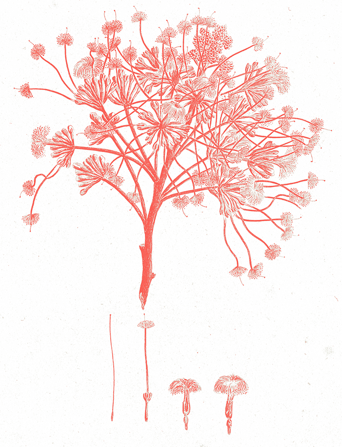 Albizia gummifera