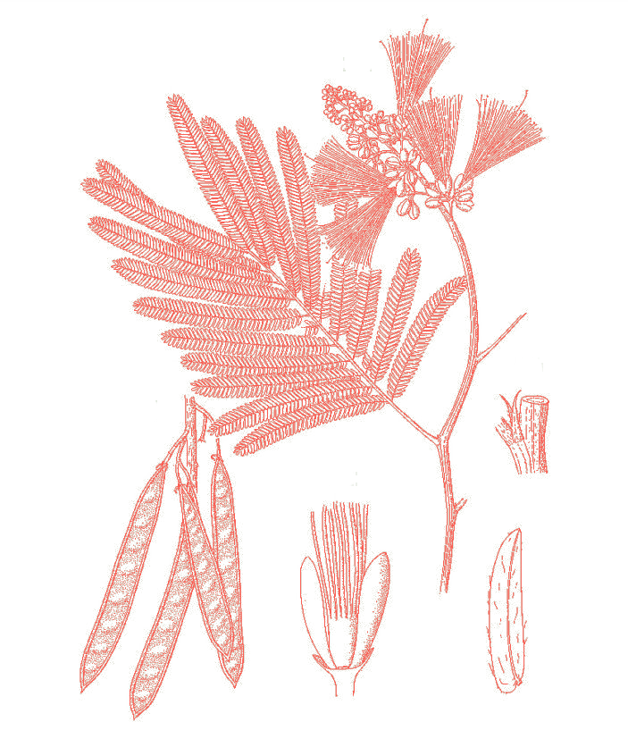 Calliandra calothyrsus