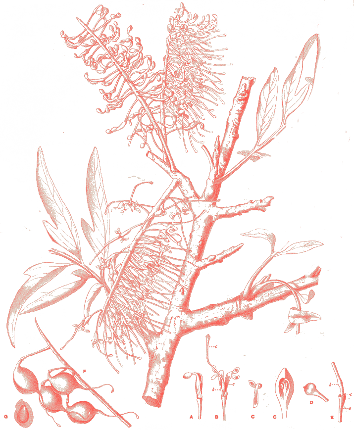 Grevillea robusta