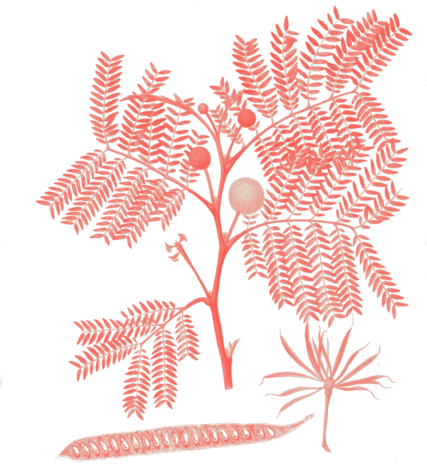Leucaena leucocephala