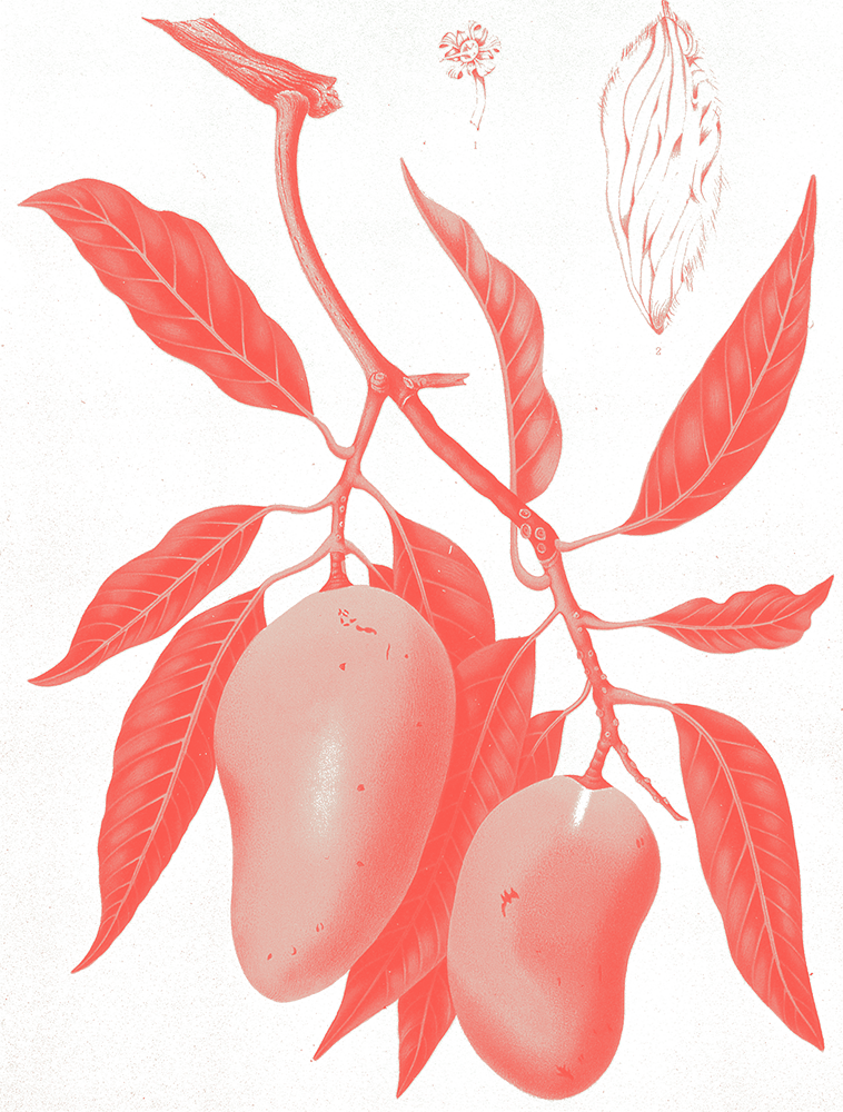 Mangifera indica