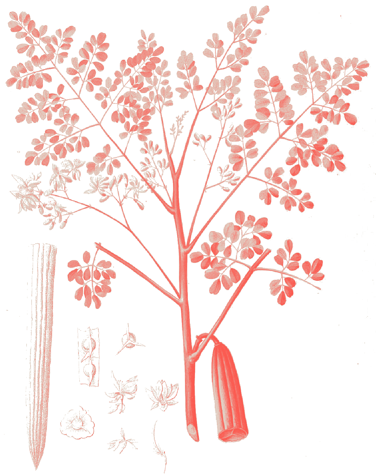 Moringa oleifera
